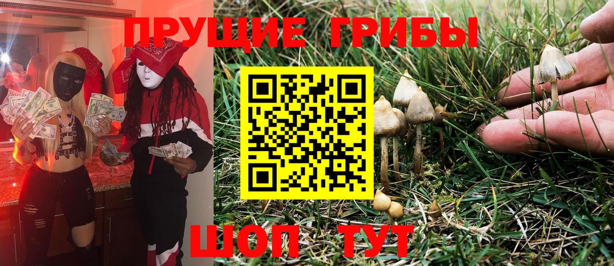 Галлюциногенные грибы Psilocybe Чита